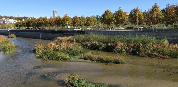 Necesitamos una recuperacin que impulse la biodiversidad en las ciudades